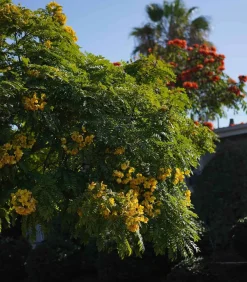 Bougie #17 The First Morning 190G