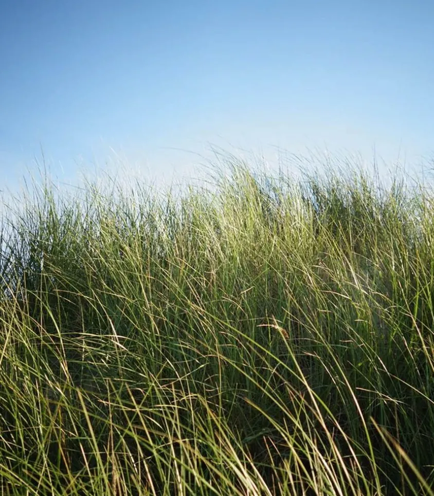 Bougie #6 The Promenade 190G