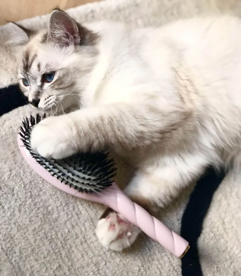 Brosse N.01 L'Universelle Soin & Brillance Rose Lilas